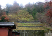 木本植物の生育とともに調和